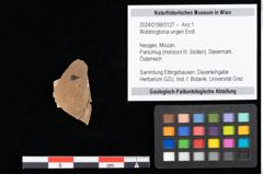 Foto (Objekt + Etikett) von Widdringtonia ungeri Endl. (NHMW-GEO-2024-0188-0127)